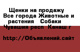 Щенки на продажу - Все города Животные и растения » Собаки   . Чувашия респ.,Канаш г.